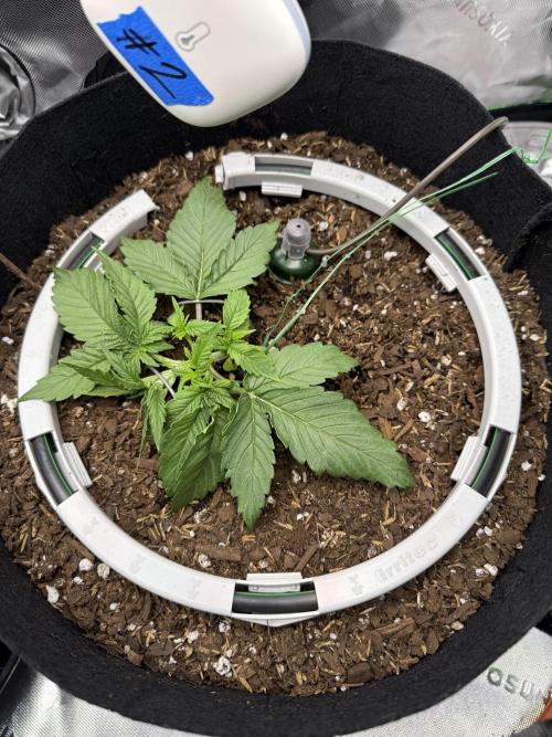 Hulkberry Auto RQS. Week 3 - 7.4: Hulk #2 began LST a couple days ago, taking nicely. Blumats installed