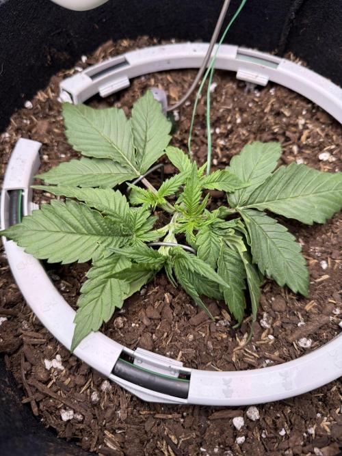 Hulkberry Auto RQS. Week 3 - 7.4: Hulk #2 began LST a couple days ago, taking nicely. Blumats installed