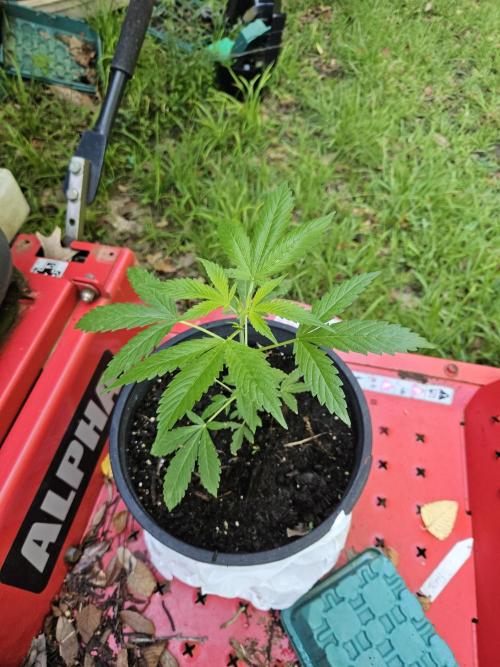 OG Kush Auto. Week 11