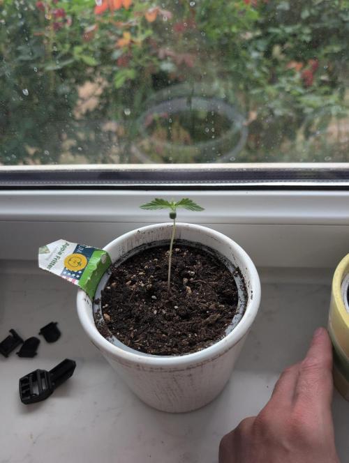Apple Fritter Automatic. Week 1