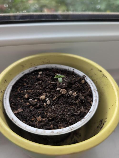 Black Muffin F1 Fast Version. Week 1