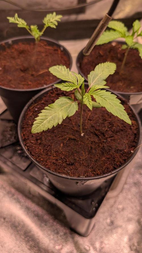 Z x Papaya  x FrescaMelon - first Z grow. Week 2 - feeding really made her take off in a matter of days