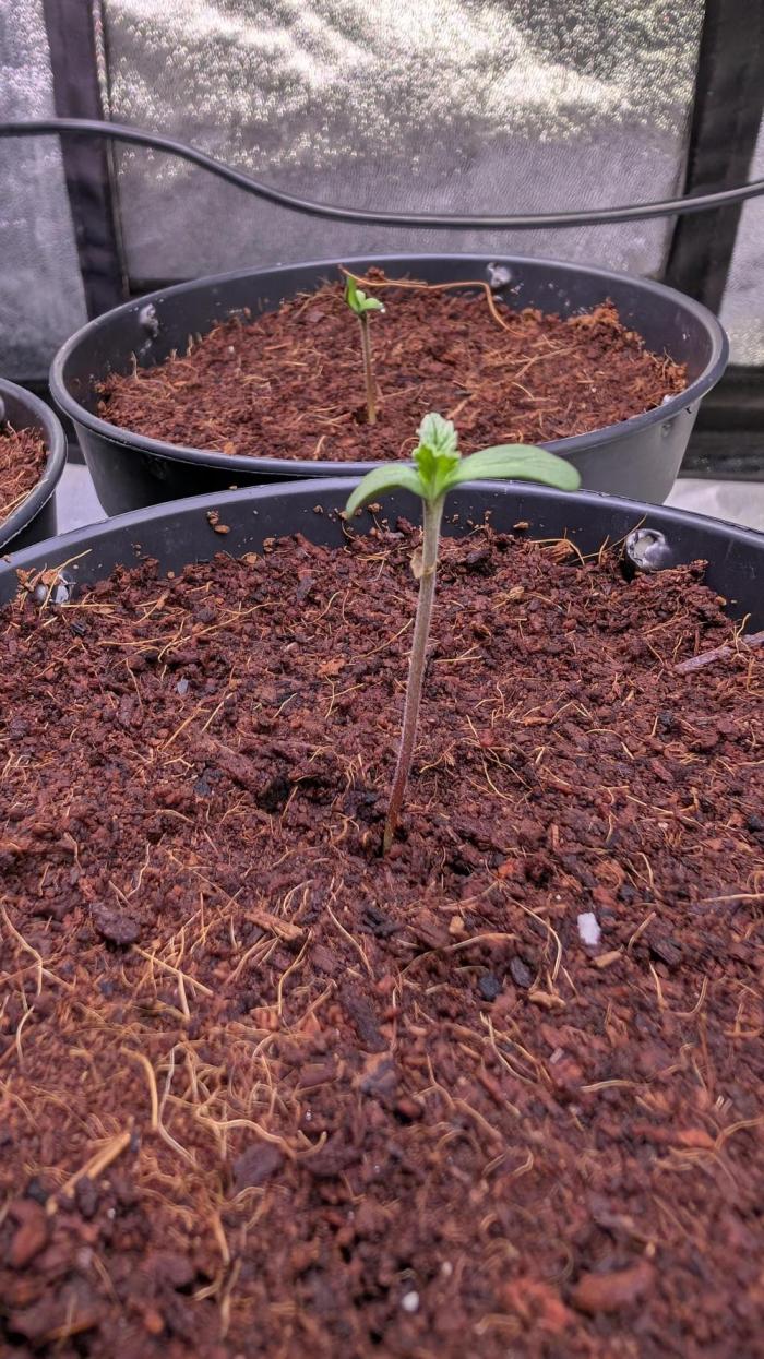 AppleFritter x FrescaMelon (free seed). Week 1