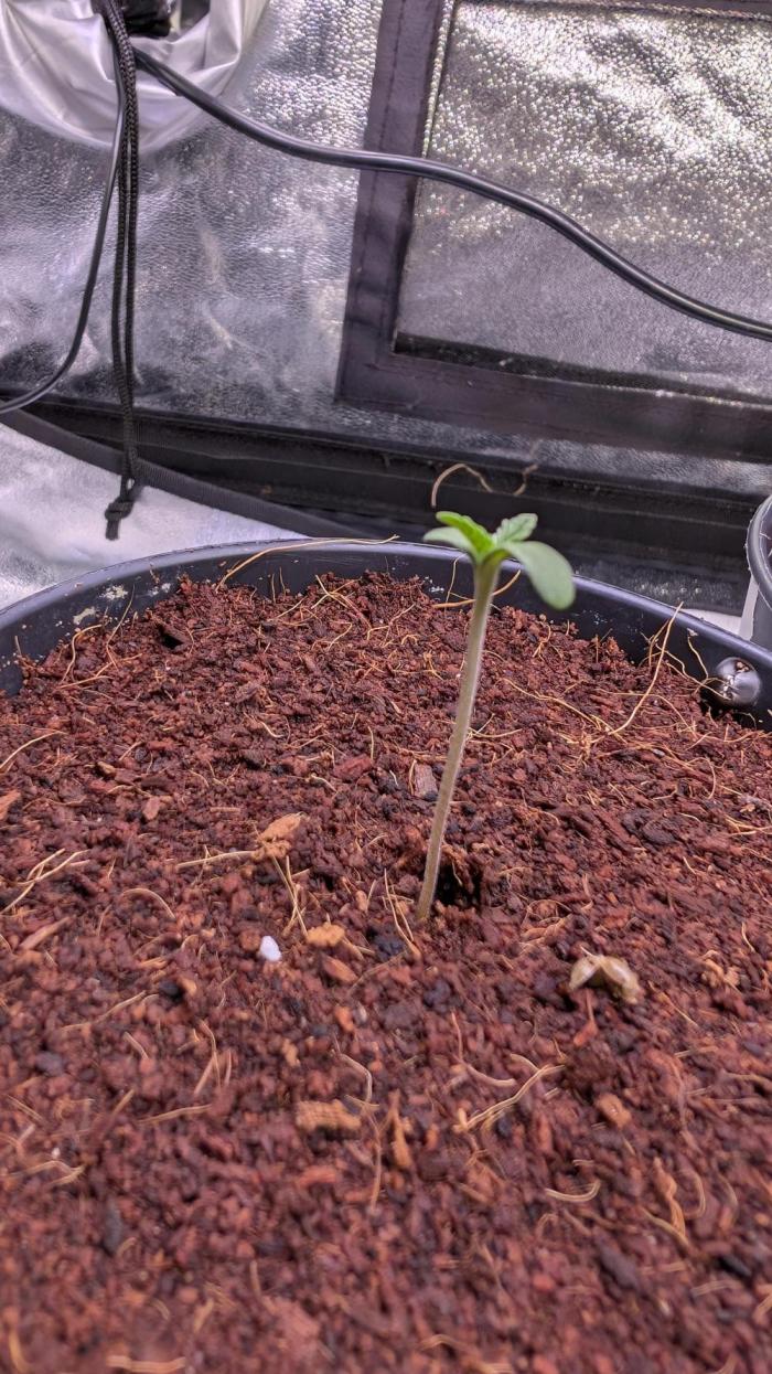 Z x Papaya  x FrescaMelon - first Z grow. Week 1