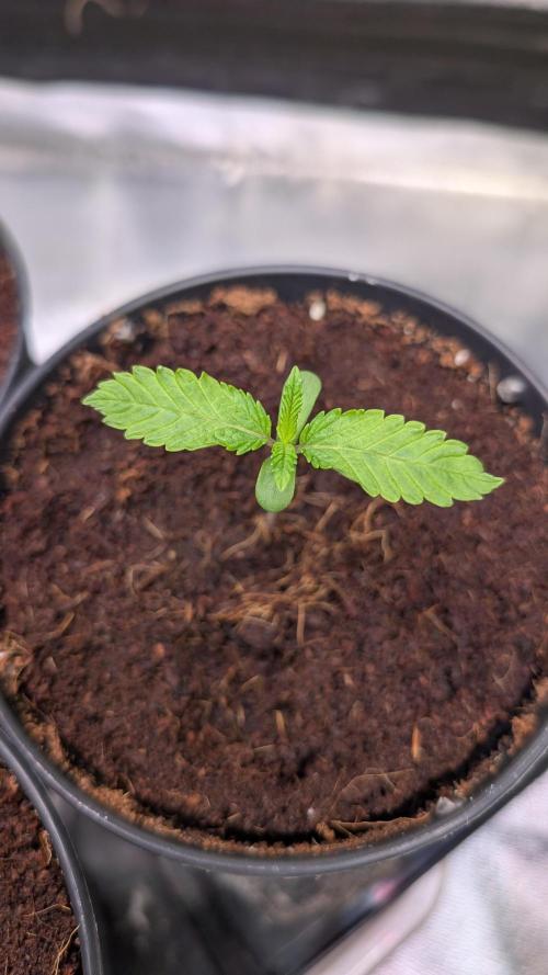 AppleFritter x FrescaMelon (free seed). Week 2