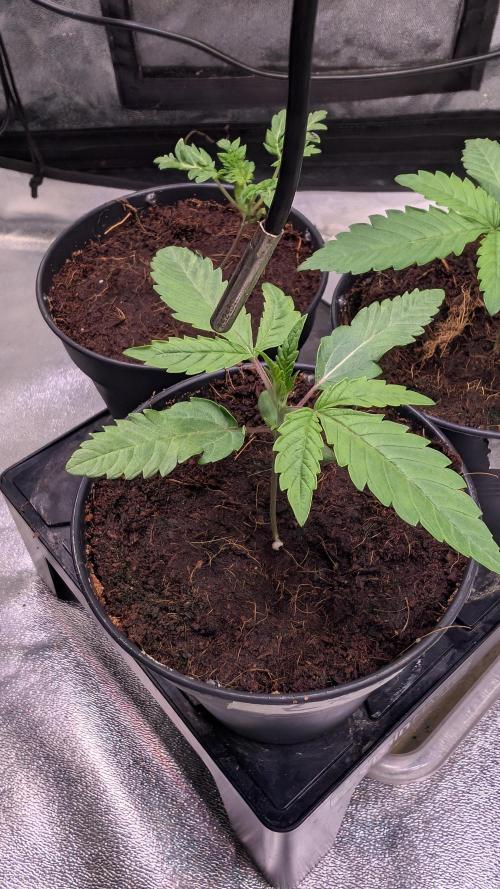 Z x Papaya  x FrescaMelon - first Z grow. Week 2