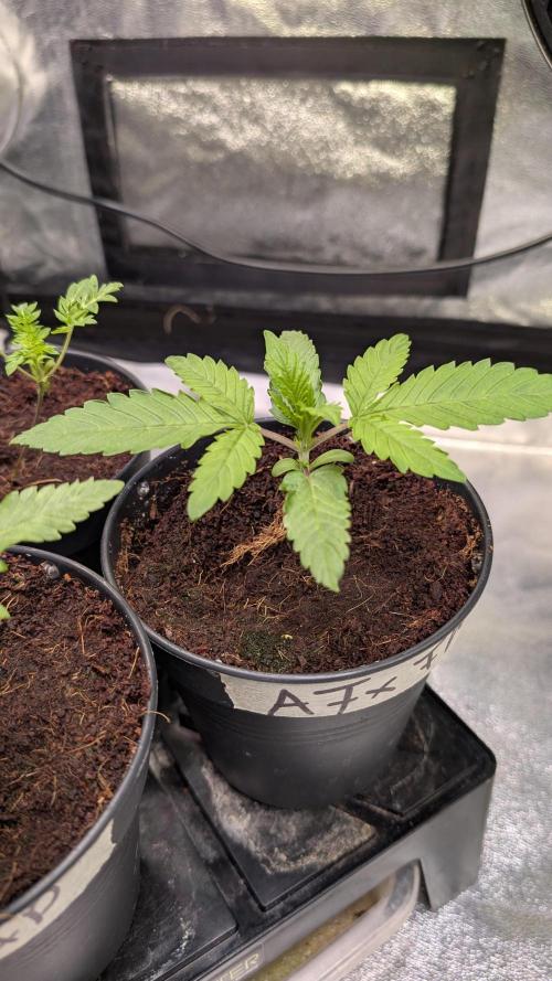 AppleFritter x FrescaMelon (free seed). Week 2 - picture date: June 25