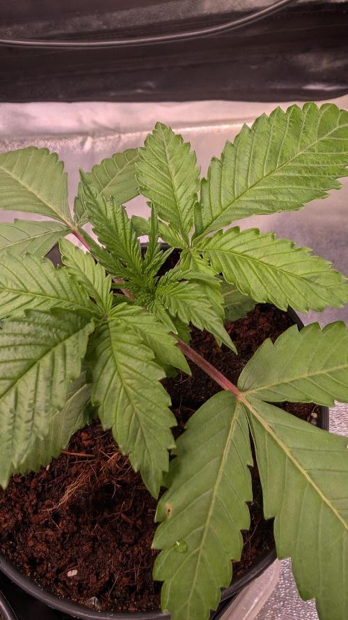 AppleFritter x FrescaMelon (free seed). Week 3