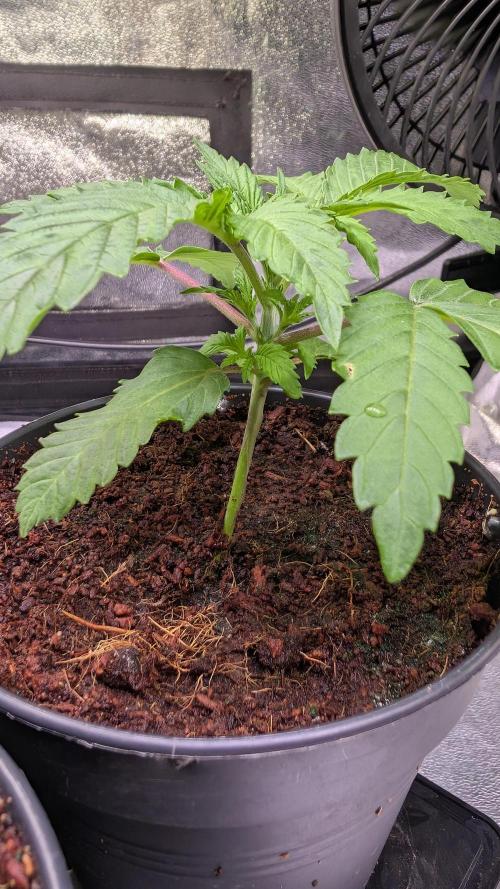 AppleFritter x FrescaMelon (free seed). Week 3