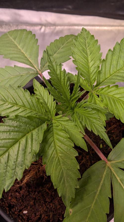 AppleFritter x FrescaMelon (free seed). Week 3