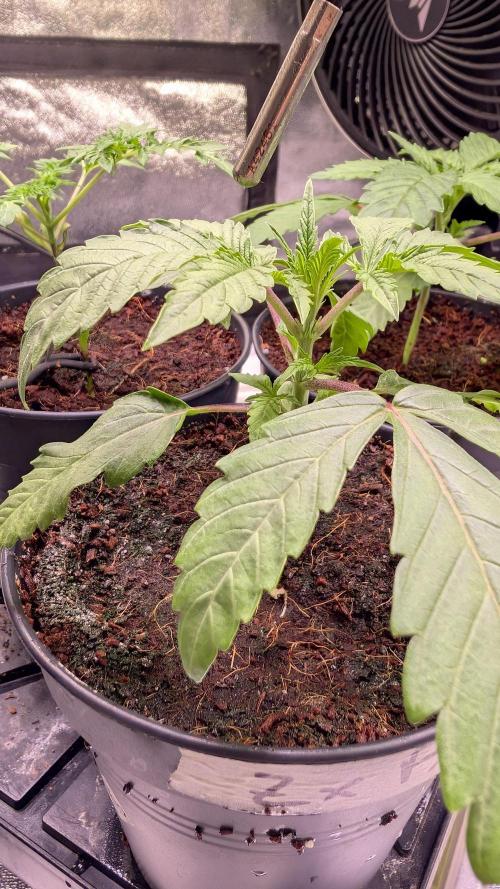 Z x Papaya  x FrescaMelon - first Z grow. Week 3
