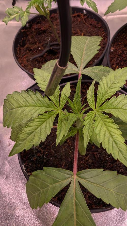 Z x Papaya  x FrescaMelon - first Z grow. Week 3