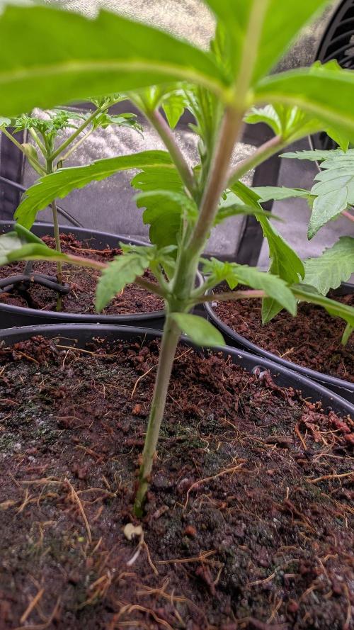 Z x Papaya  x FrescaMelon - first Z grow. Week 3