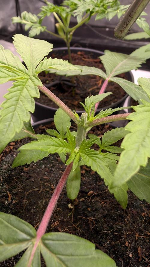 Z x Papaya  x FrescaMelon - first Z grow. Week 3 - took the top of today - June 29
