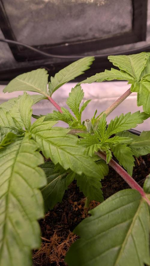 AppleFritter x FrescaMelon (free seed). Week 3 - the way she's going I'm probably gonna choose her for mainlining and manifold the others in this run