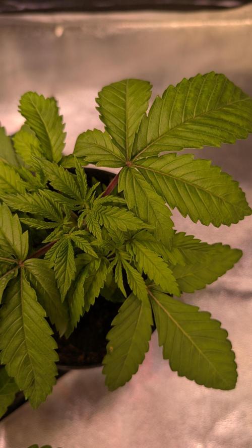 AppleFritter x FrescaMelon (free seed). Week 4