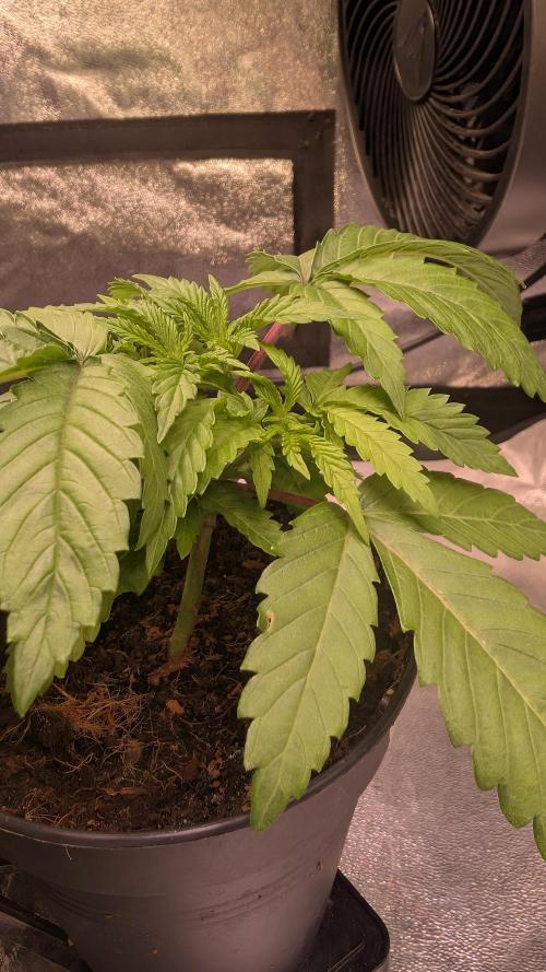 AppleFritter x FrescaMelon (free seed). Week 4
