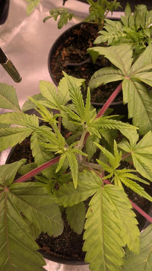 Z x Papaya  x FrescaMelon - first Z grow. Week 4