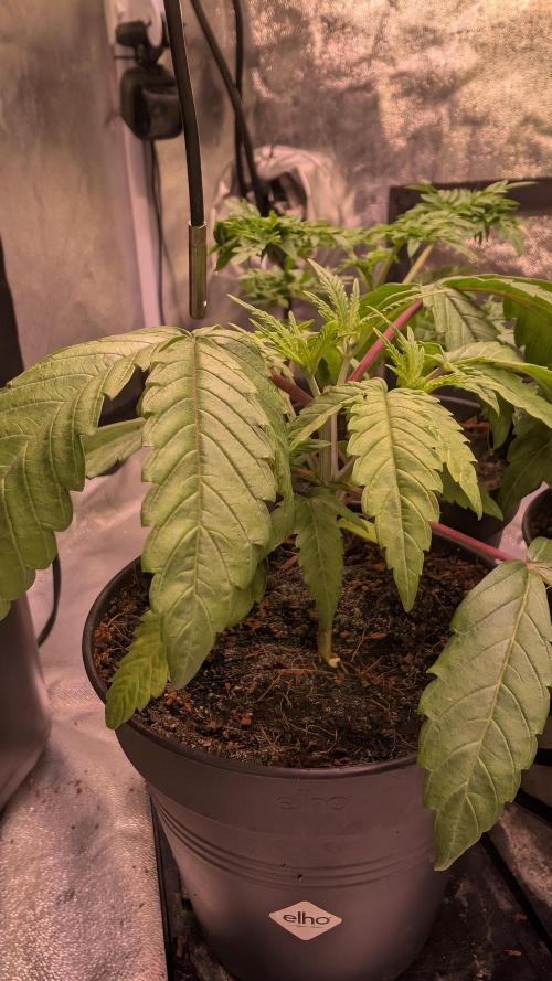Z x Papaya  x FrescaMelon - first Z grow. Week 4