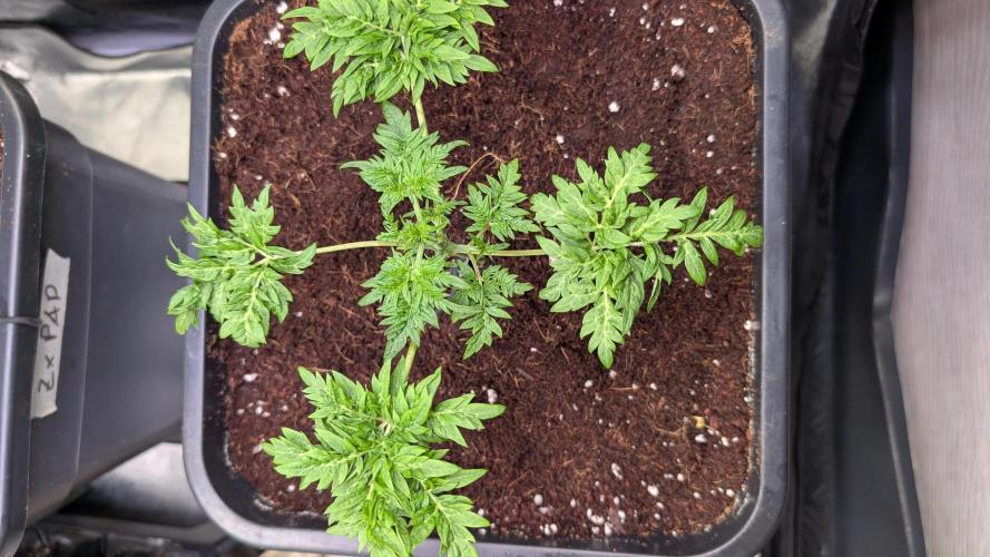 HSC Freakshow Summer Run. Week 4 - very vigorous green growth