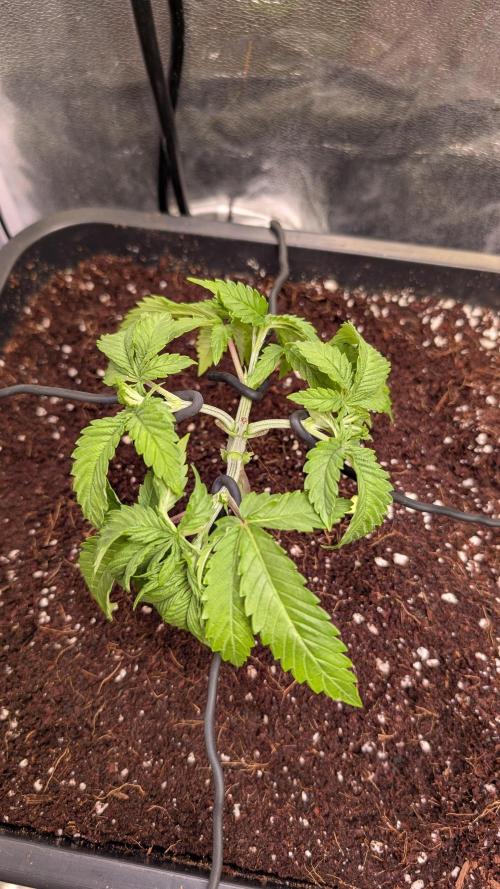 AppleFritter x FrescaMelon (free seed). Week 4 - started her workout right after up potting to keep stress concentrated on a single day.