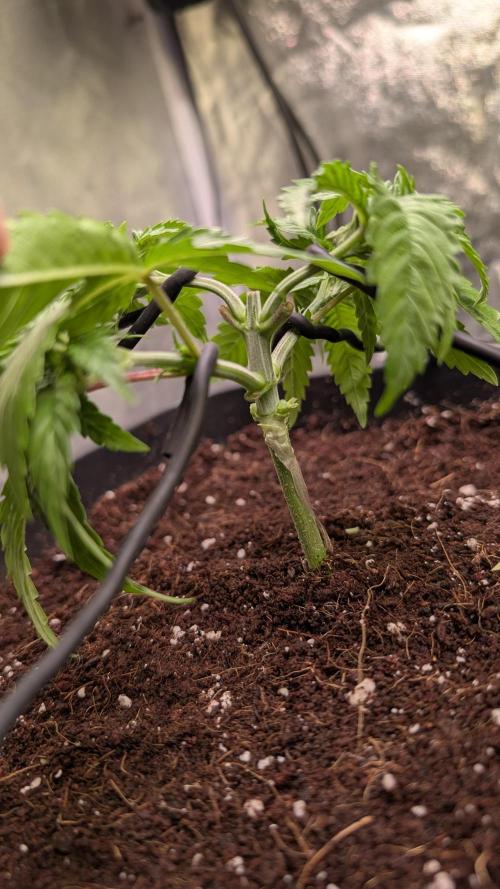 AppleFritter x FrescaMelon (free seed). Week 4 - if she keeps up the fast growth I'll top again