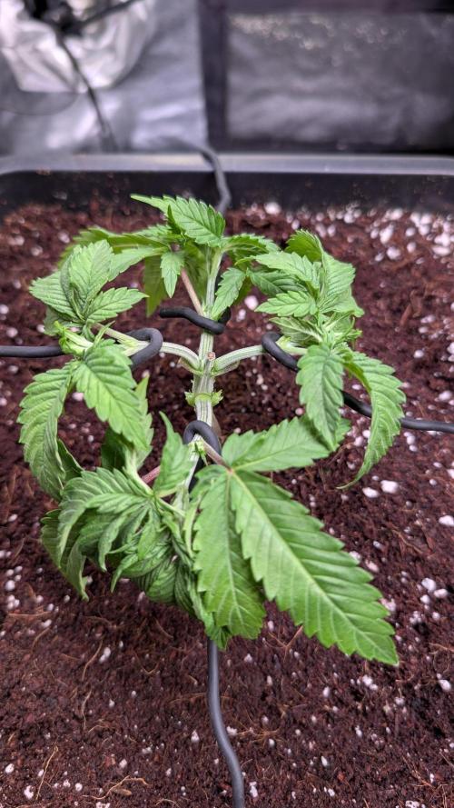 AppleFritter x FrescaMelon (free seed). Week 4