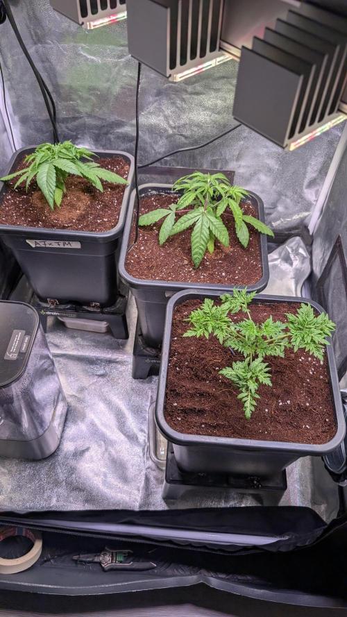 AppleFritter x FrescaMelon (free seed). Week 4