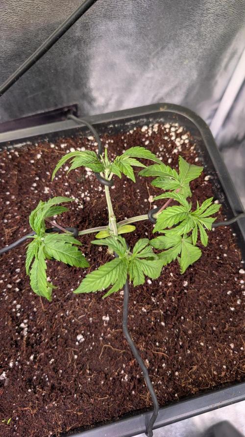 Z x Papaya  x FrescaMelon - first Z grow. Week 4 - again sad looking after the up pot but she'll catch up