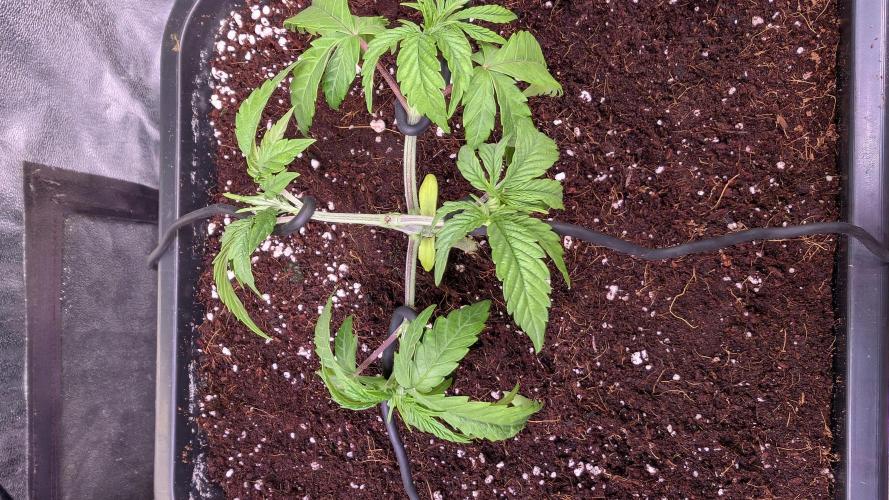 Z x Papaya  x FrescaMelon - first Z grow. Week 4