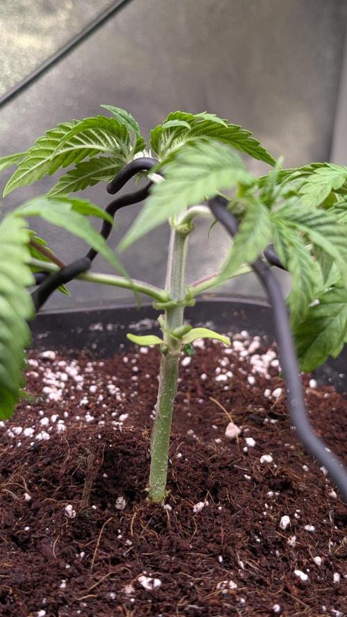 Z x Papaya  x FrescaMelon - first Z grow. Week 4