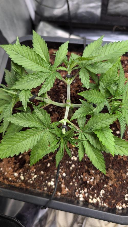 AppleFritter x FrescaMelon (free seed). Week 4 - bounced right back. probably gonna top again next week