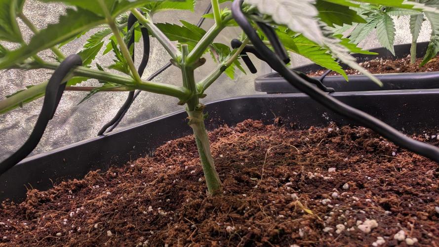 AppleFritter x FrescaMelon (free seed). Week 4