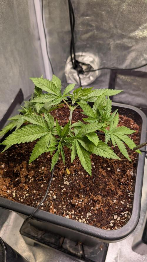 AppleFritter x FrescaMelon (free seed). Week 4