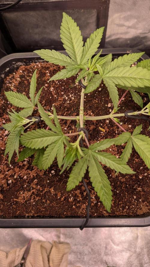 Z x Papaya  x FrescaMelon - first Z grow. Week 4 - great parallel and even growth
