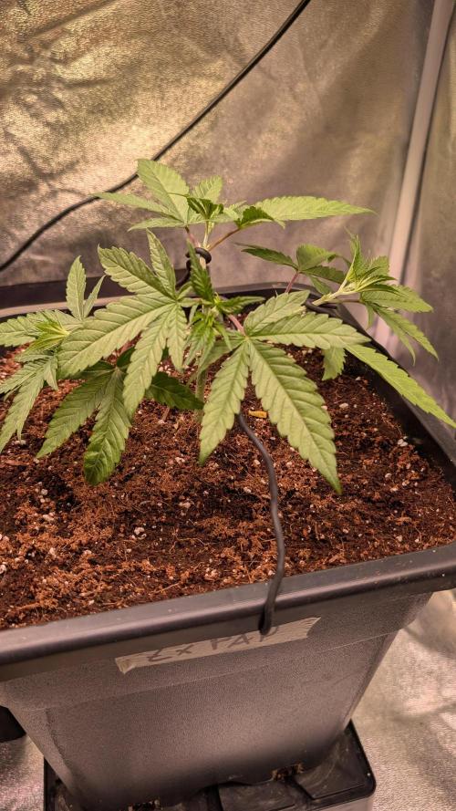 Z x Papaya  x FrescaMelon - first Z grow. Week 4