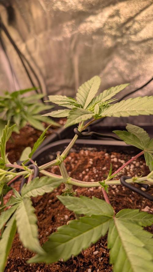 Z x Papaya  x FrescaMelon - first Z grow. Week 4
