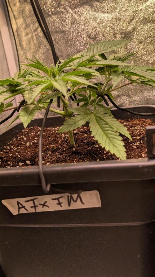 AppleFritter x FrescaMelon (free seed). Week 5