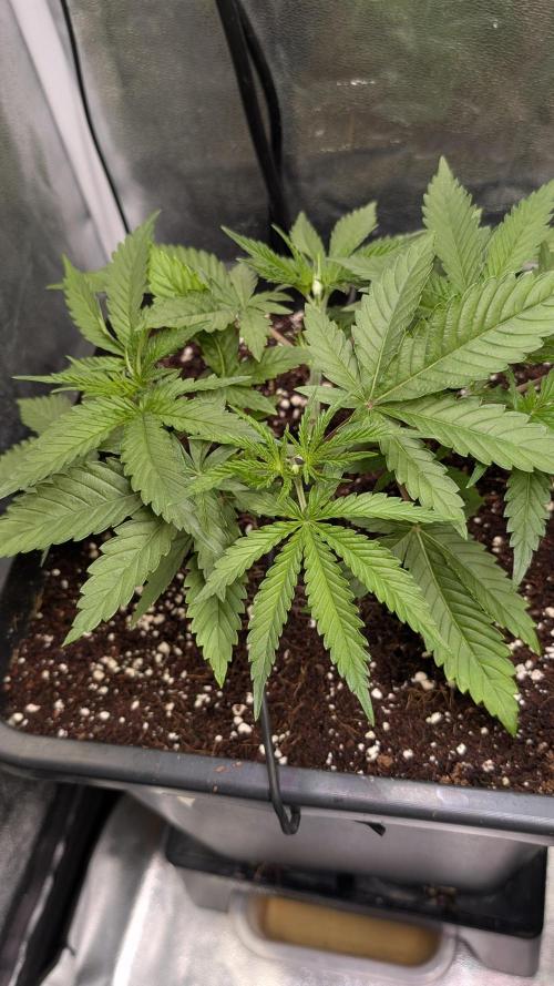 AppleFritter x FrescaMelon (free seed). Week 5