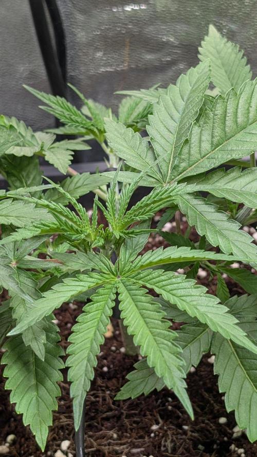 AppleFritter x FrescaMelon (free seed). Week 5