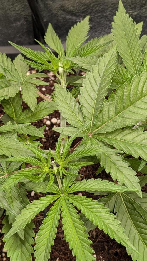 AppleFritter x FrescaMelon (free seed). Week 5