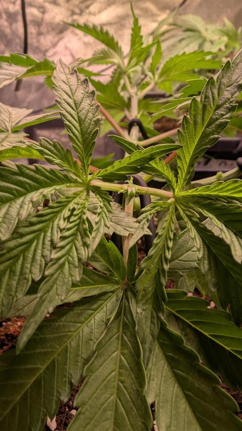 AppleFritter x FrescaMelon (free seed). Week 5