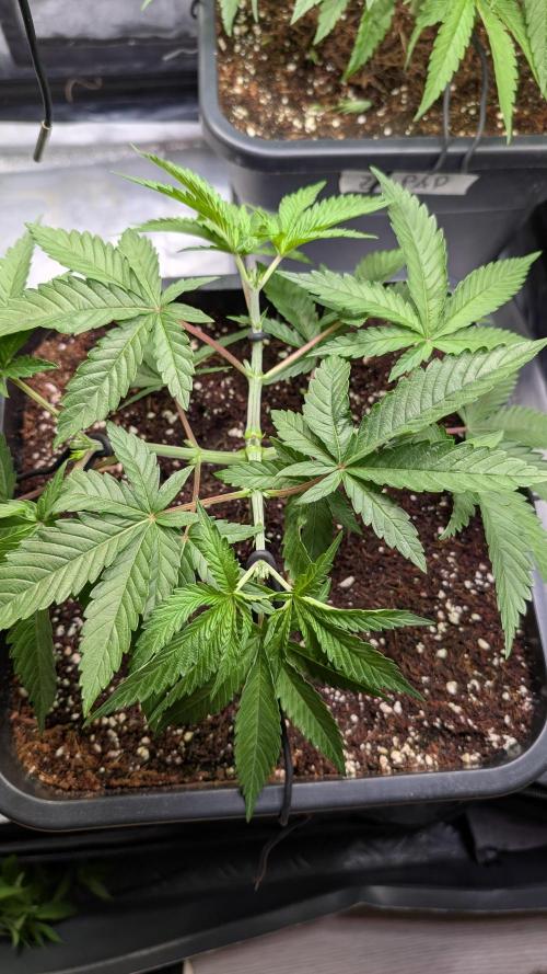 AppleFritter x FrescaMelon (free seed). Week 5