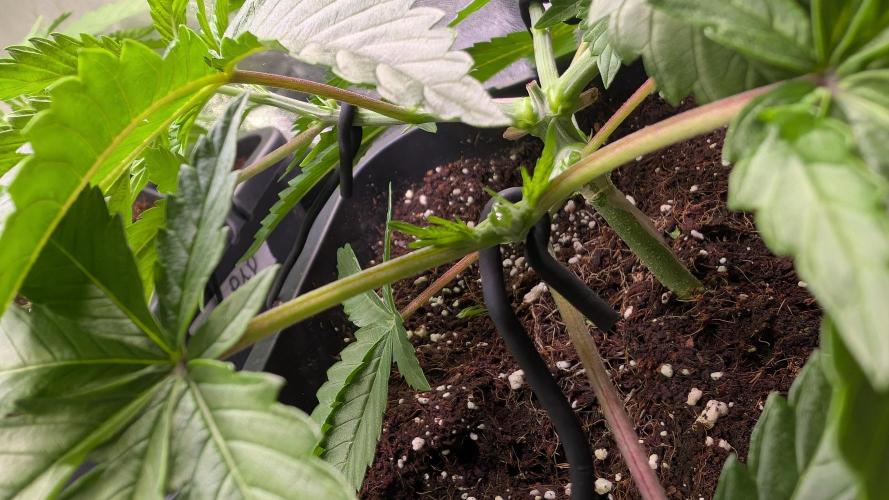 AppleFritter x FrescaMelon (free seed). Week 5