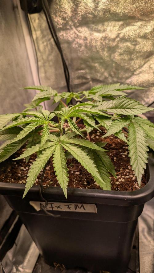 AppleFritter x FrescaMelon (free seed). Week 5