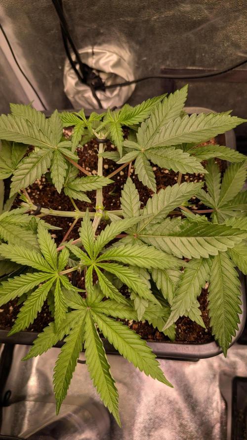 AppleFritter x FrescaMelon (free seed). Week 5