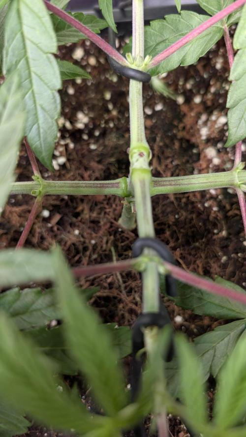Z x Papaya  x FrescaMelon - first Z grow. Week 5