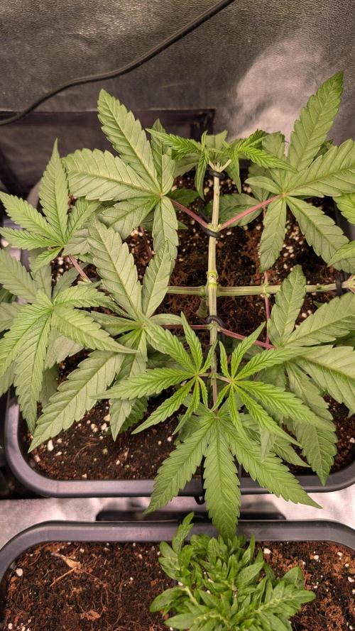 Z x Papaya  x FrescaMelon - first Z grow. Week 5