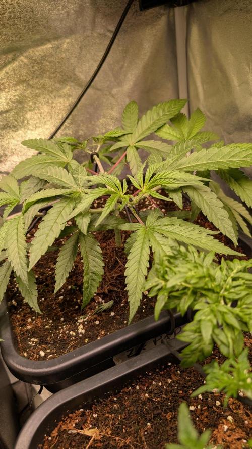 Z x Papaya  x FrescaMelon - first Z grow. Week 5