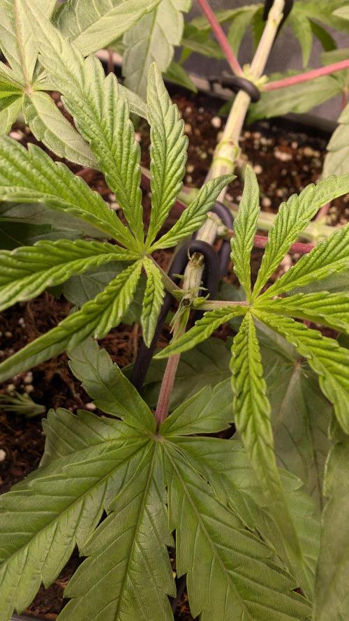 Z x Papaya  x FrescaMelon - first Z grow. Week 5